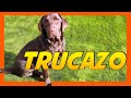 TRUCAZO para entrenar a tu perro 🏆 | Adiestramiento Canino 🐶