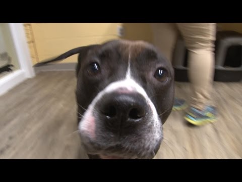 Video: Adaptable Dog of the Week - Lisa