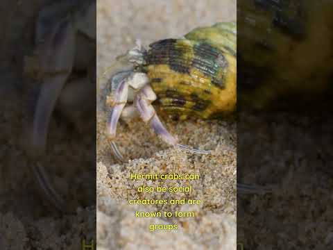 Video: Land Hermit Crabs come animali domestici