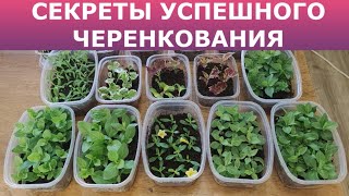 СЕКРЕТЫ УСПЕШНОГО ЧЕРЕНКОВАНИЯ петунии, бегонии, пеларгонии и других цветов