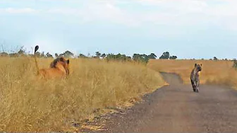 Hyena Merely Walking Down the Road Walks Right Into Male Lions thumbnail