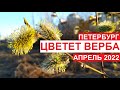 Цветет #верба, #Петербург, апрель 2022 | #природаРоссии