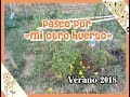 Paseo Por Mi Otro Huerto/Verano 2018/Mi huerto en el balcón