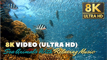 8K ULTRA HD TUYỆT ĐẸP ĐÁY ĐẠI DƯƠNG + ÂM NHẠC BẤT HỦ | VIDEO VỀ CUỘC SỐNG BIỂN ĐẦY MÀU SẮC HIẾM CÓ |