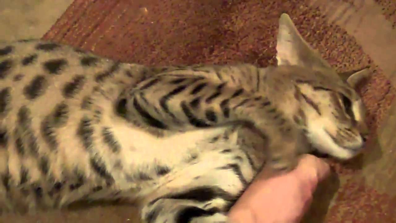 F1 Savannah Cats Tigger Rubbing His Head On Foot W Sneak Attack From