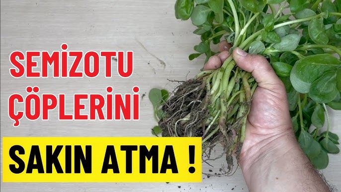 Semiz dumbalarning fotosuratlarini koring