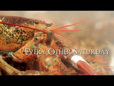 Every Other Saturday