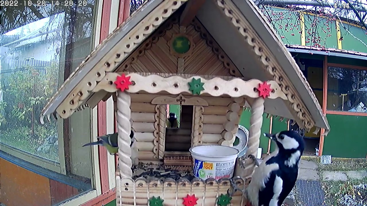 ПРАНК: Наглый дятел прикинулся синичкой, чтобы пообедать в птичьей ...