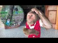 Too Brave &amp; Smart! CUTIS Protects the Baby Monkey from a Stranger