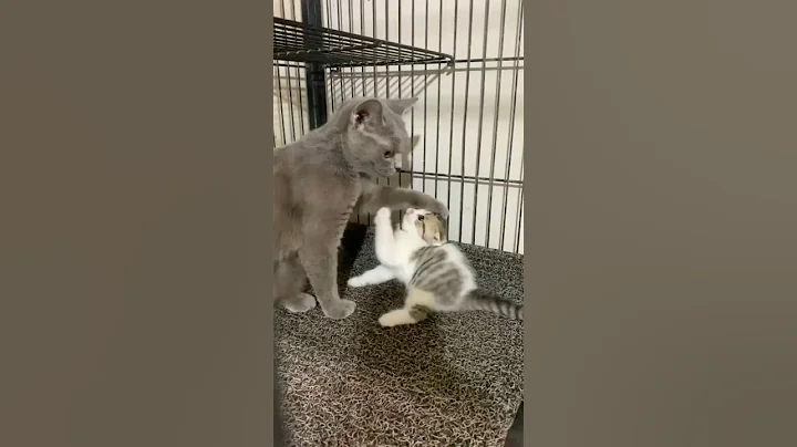 Watch the video about Ape ni kucing bertengkar #kucing #cat #munchkin #scottishfold #fyp #shorts #shortvideo