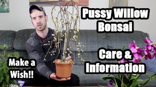 Caring for the Pussy Willow Bonsai (Salix caprea pendula) screenshot 4