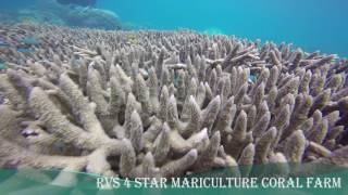 RVS 4-STAR MARICULTURE CORAL FARM 