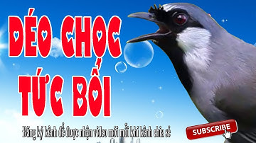 Tiếng chim Khướu rừng hót giọng Bắt Cô Trói Cột kích bổi cực hiệu quả không tạp âm