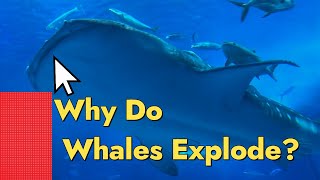 Why Do whales explode when they die? by Breed-ë 36 views 1 year ago 29 seconds