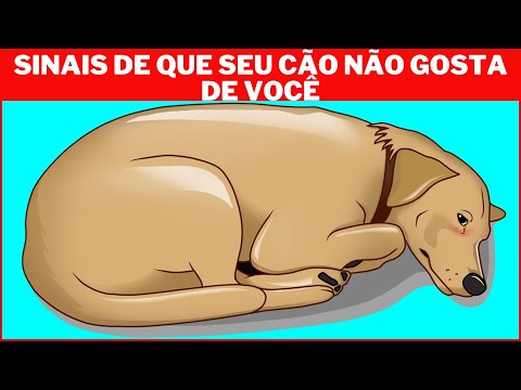 Vídeo: Cães Estão Ajudando Pequenos Humanos Testemunham Contra Pessoas Más