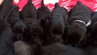 14 Mei 2013 Het Wordt Druk Bij De Tepels