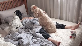 What the dog brothers do when the dog owner overslept.