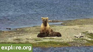 Brown Bear Cubs Fight! - This Week at Brooks Falls