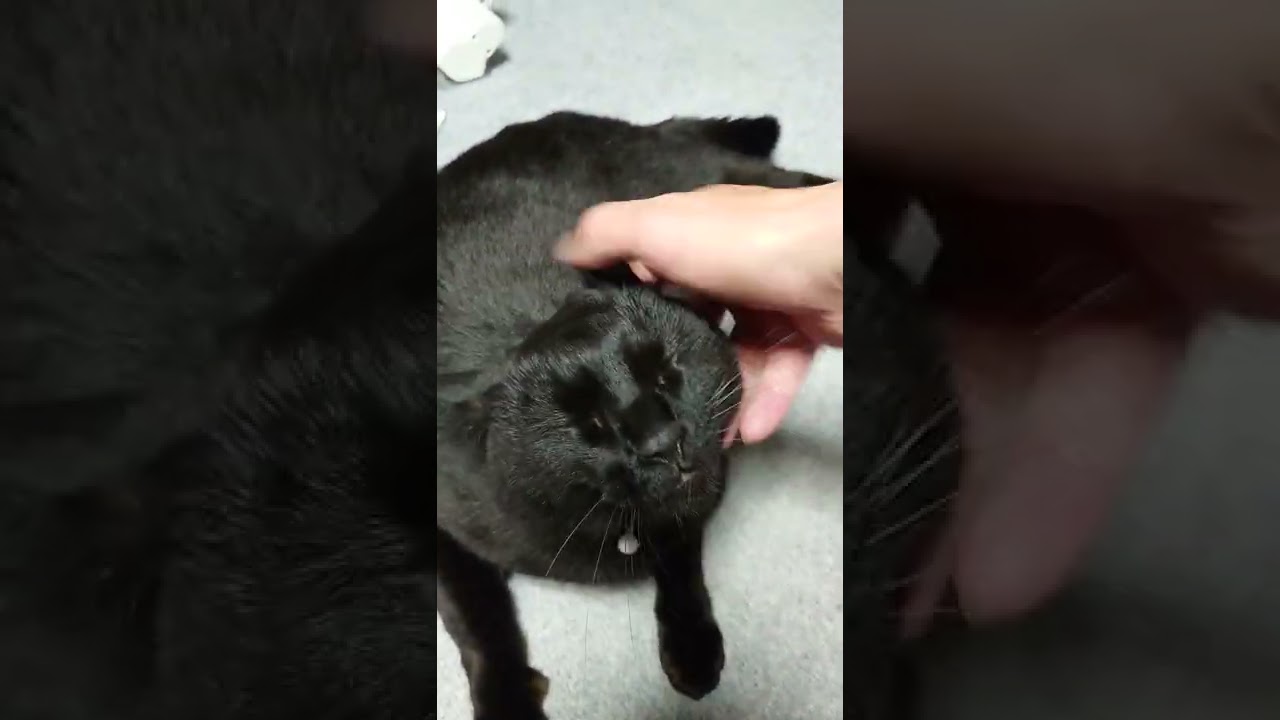 黒猫のクロスケ コミニケーション 黒猫 猫ちゃん Youtube