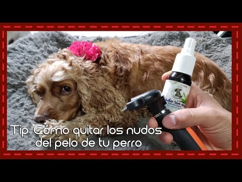 Video: Pelo Enmarañado En Perros: Cómo Controlarlos Y Cuándo Darse Por Vencido - Arreglar El Pelo De Perro Enmarañado