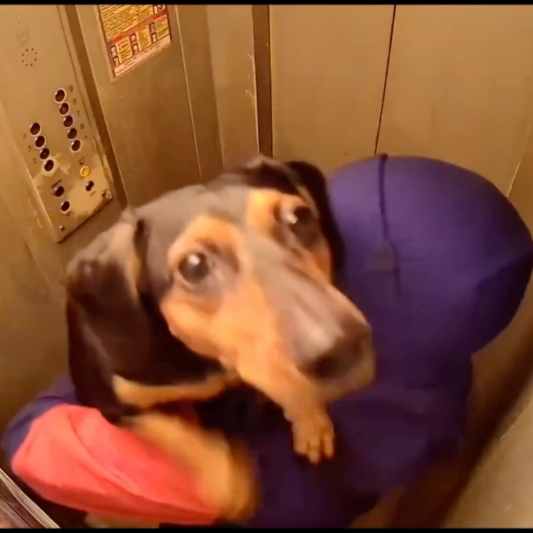 O CACHORRINHO OLHANDO A CÂMERA #shorts ANIMAIS ENGRAÇADOS