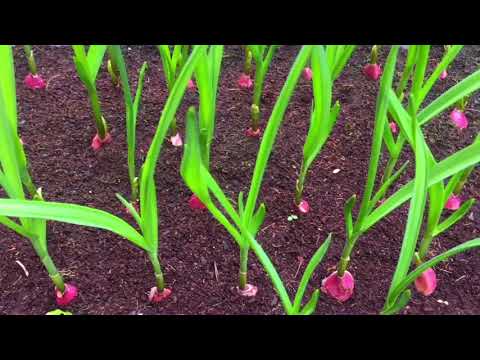 Video: Cách diệt cỏ dại bằng giấm: 10 bước (kèm hình ảnh)