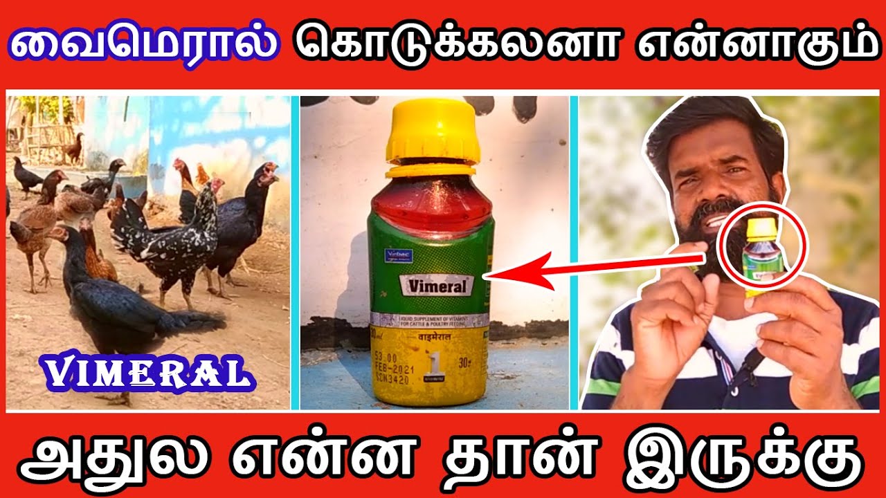 வைமெரால் கொடுக்கலனா கோழிகளுக்கு என்ன ஆகும் ? அதுல என்ன தான் இருக்கு | TAMIL | GUNA NATTUKOZHI PANNAI