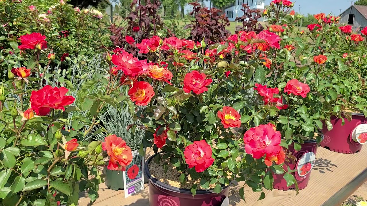 Rosa Easy Elegance® 'Coral Cove'//COMPACT with ⚡coral pink and yellow flowers all summer!  FRAGRANT!