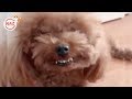 🤣 Funniest 🐶 Dogs And 😻Cats - Funny Cats Doing Stupid Things 😇