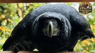 No One Expected a Wild Crow to Bond With Them Like This
