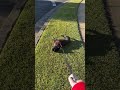 French Bulldog Refuses to Cooperate On Walk