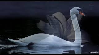 365 стихотворений. Любовь у лебедя одна. Музыка Марины Мигуля, исполняет Игорь Наджиев
