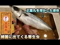 【実験】正露丸の液体に魚を浸けたら寄生虫が飛び出してきた！！