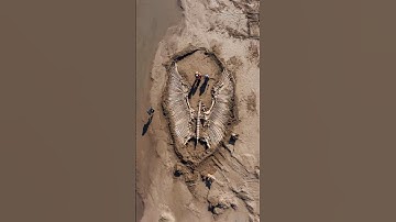 Gigantic Bird Skeleton Found On Remote Pacific Island