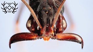 Lens of Time: Jaw Jumpers | bioGraphic