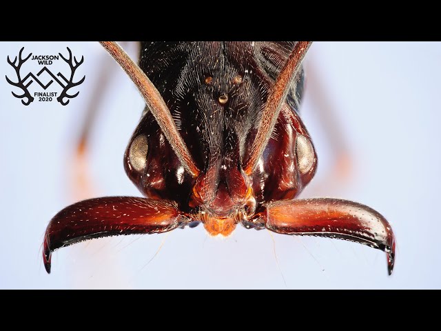Lens of Time: Jaw Jumpers | bioGraphic