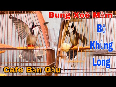 Lên 5 Bé Cafe Giá.Lúa Non | Bộ Khủng Long | Siêu Bung Xoè | Toàn Chim Sạch Tinh Cho AE Về Khai Thác