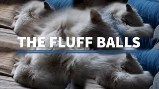 The Fluff Balls Misha and Phoebe Ragdoll Kittens