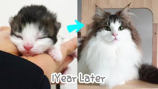 How did a kitten with doll eyes grow up a year later? by 피니엔스FINIENCE CATS 28,734 views 3 years ago 4 minutes, 26 seconds