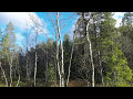 Skogsfugljakt 2014 - black grouse hunting - capercaillie hunting