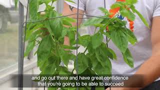 Why science? Dave Clark - Plant Geneticist - Basil Breeding Program