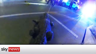 Police officers wrangle alligator 'out for a stroll'