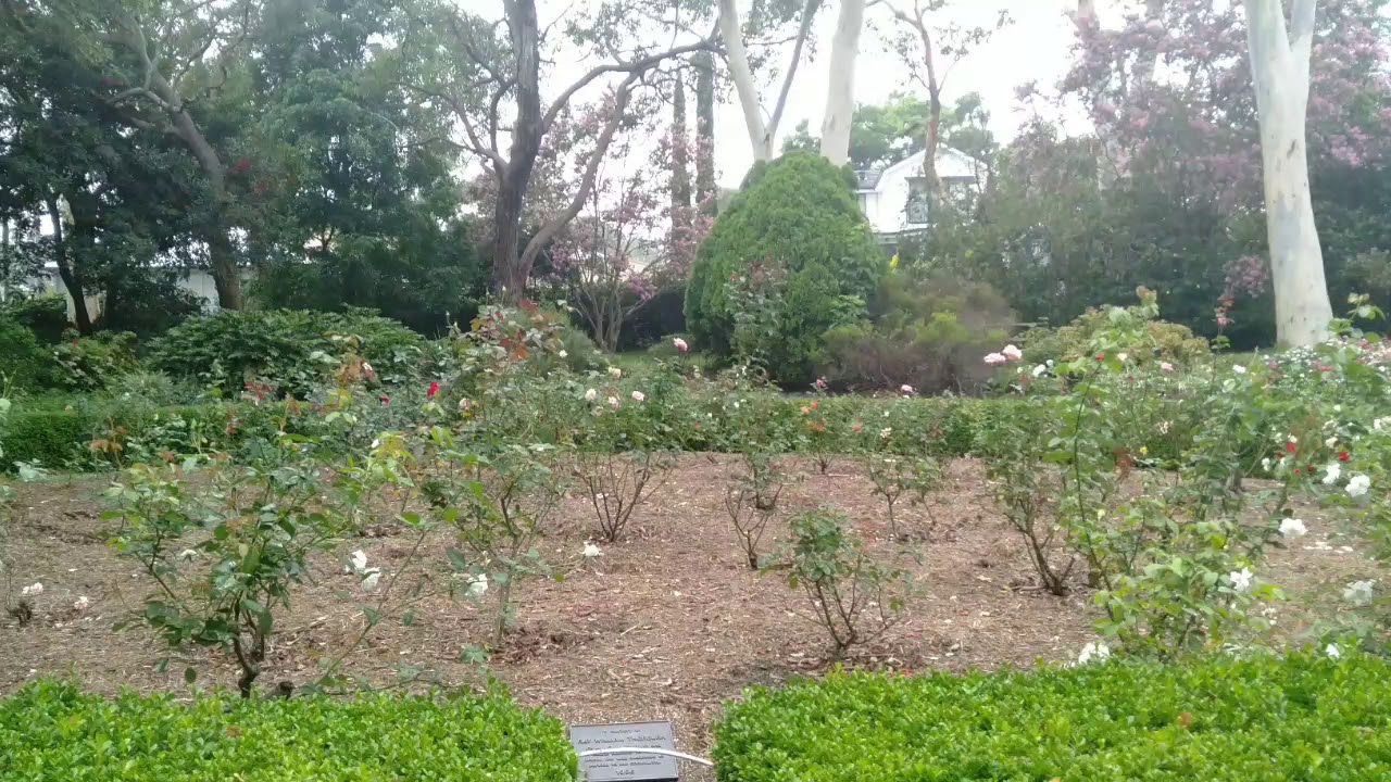 Camellia Gardens. YouTube