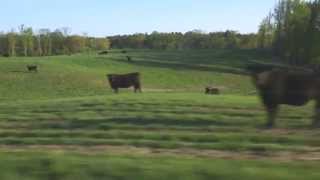 Mineral Supplementation Benefits for Beef Cattle