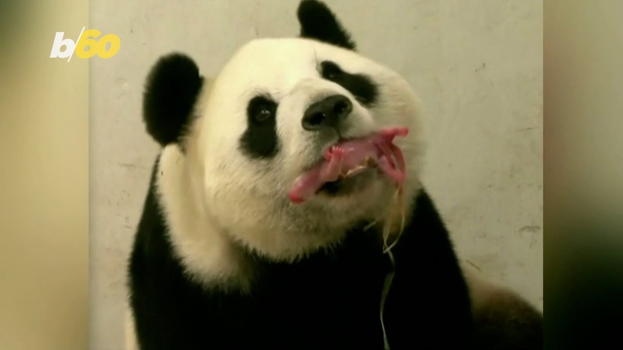 Panda Do In Stuff Panda Bears Are Doing Really Well Around the World - YouTube