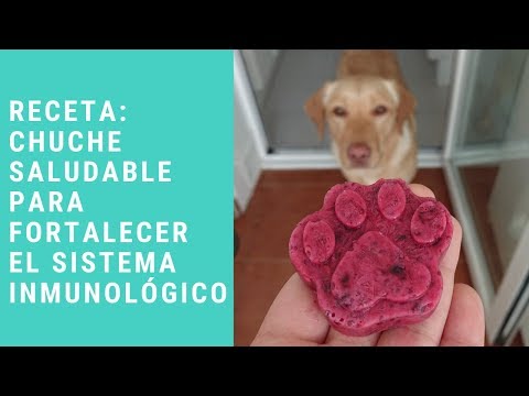 Video: Nutrición Para Fortalecer El Sistema Inmunológico De Perros Y Gatos