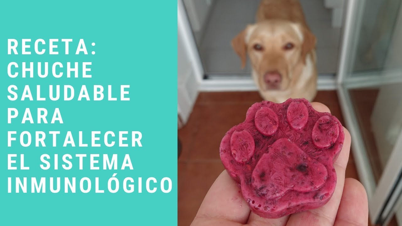 RECETA: chuche saludable para fortalecer el sistema inmunológico de los perros
