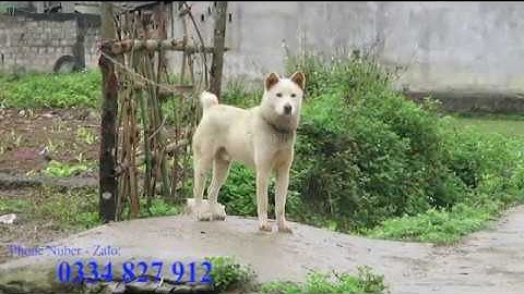 CHÓ SĂN BẮT TẠI BẢN MÔNG: Chó H