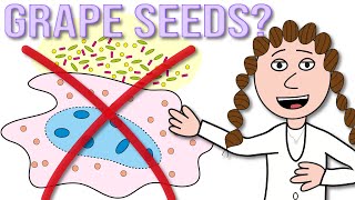 Grape seed extract - new senolytic extends lifespan