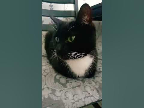 кот Максвелл - YouTube